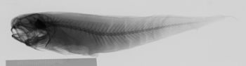 Media type: image;   Ichthyology 39323 Description: xray;  Aspect: lateral